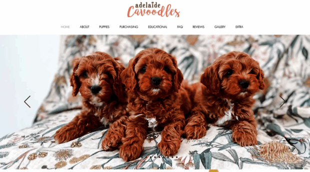 adelaidecavoodles.com.au