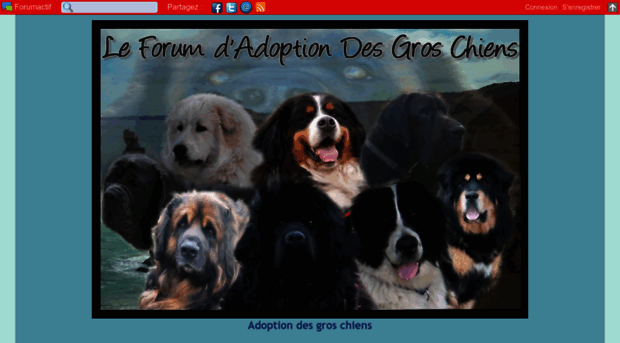 adoptiongroschiens.forumsactifs.com