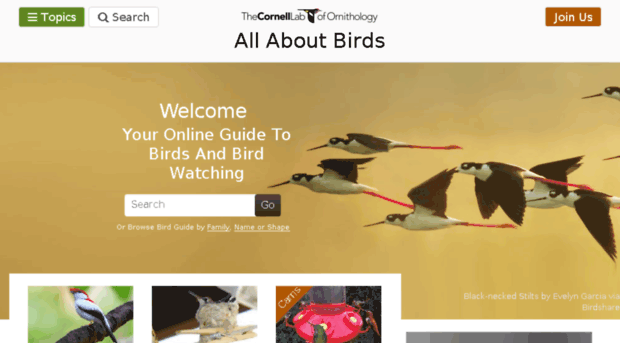 allaboutbirds.net