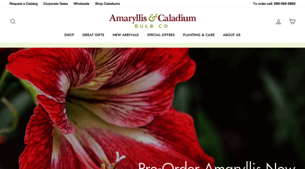 amaryllis.com