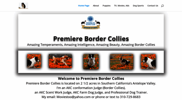 amazingbordercollies.com