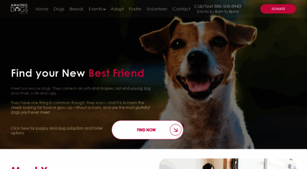 amazingdogsrescue.org