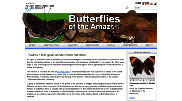 amazonian-butterflies.net