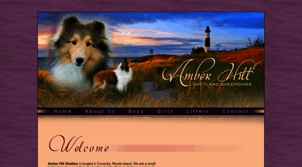 amberhillshelties.com