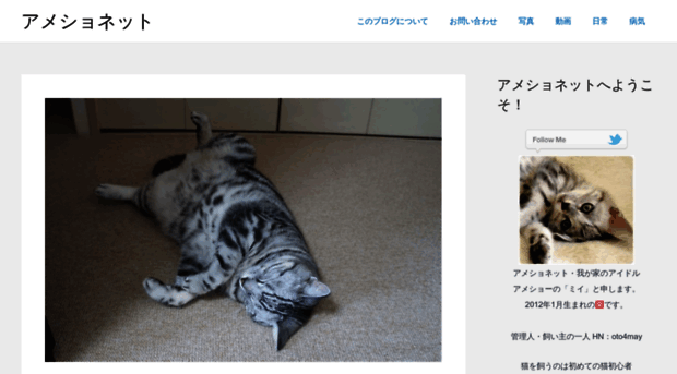 american-shorthair.net