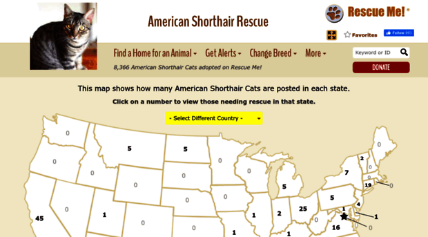 americanshorthair.rescueme.org