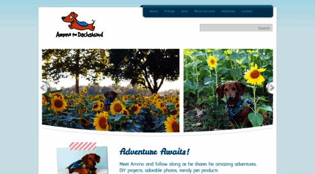 ammothedachshund.com