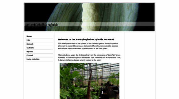 amorphophallus-network.org