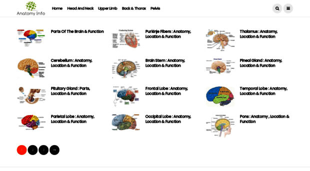 anatomyinfo.com