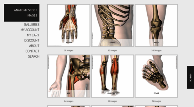 anatomystockimages.com