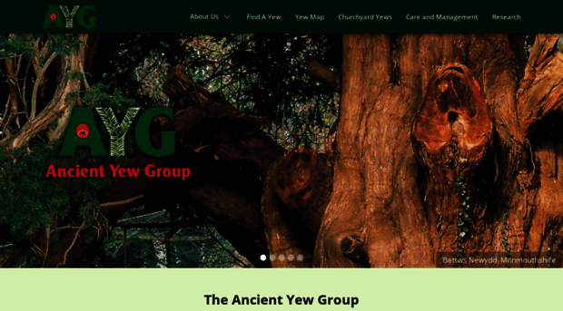 ancient-yew.org