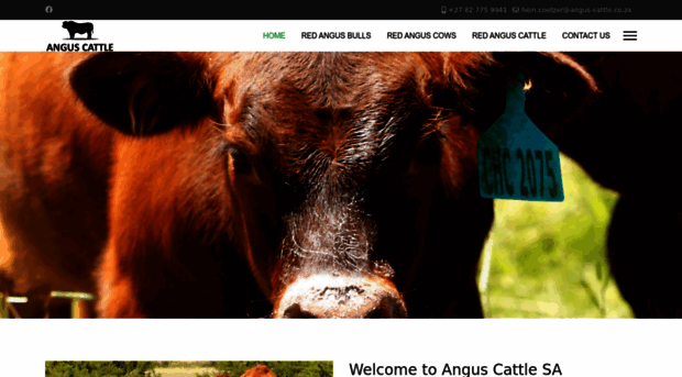 angus-cattle.co.za