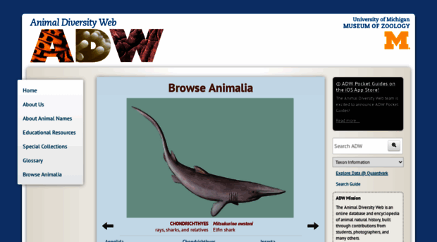 animaldiversity.ummz.umich.edu