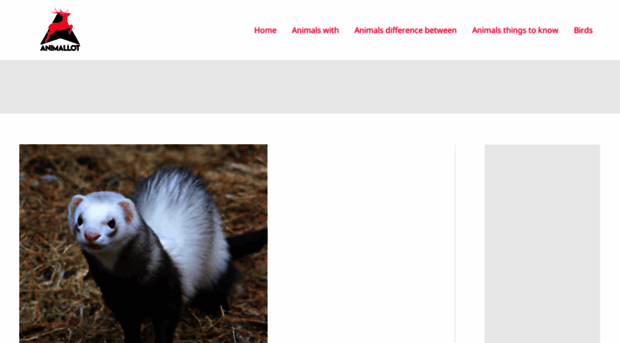 animallot.com