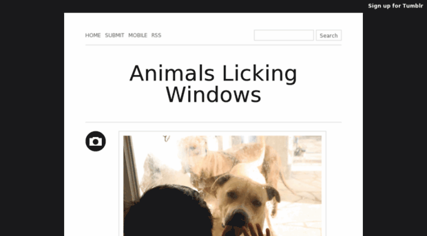 animalslickingwindows.tumblr.com