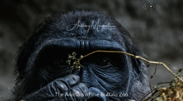 anthonymorgantiphotography.com