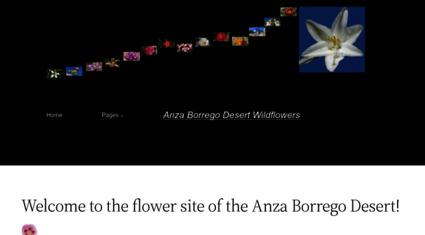 anza.borregowildflowers.org