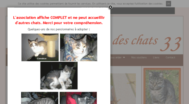 association-au-paradis-des-chats-33.e-monsite.com
