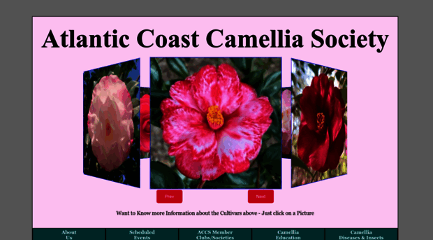 atlanticcoastcamelliasociety.org