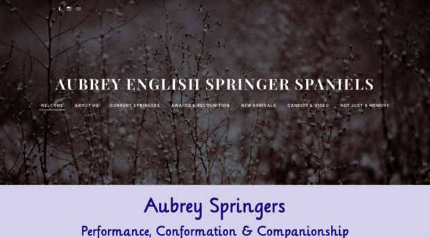 aubreyenglishspringers.com