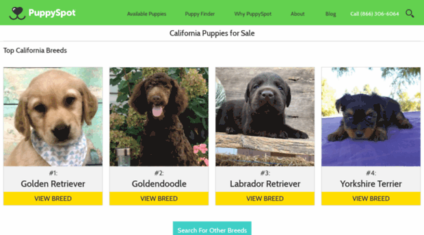 aussieshepherd.californiapuppiesforsale.com