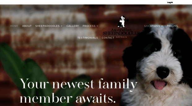 australiansheepadoodleaustralia.com