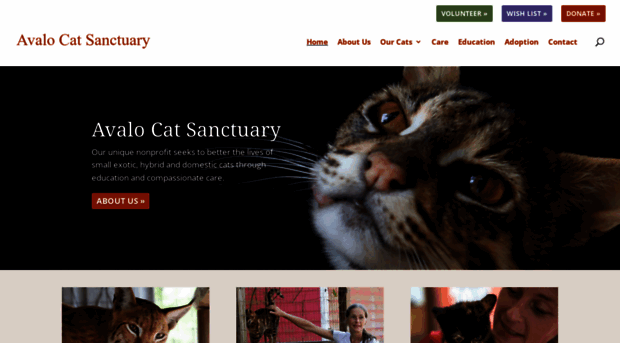 avalocatsanctuary.com