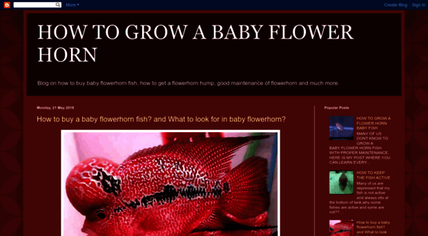 babyflowerhorn.blogspot.com