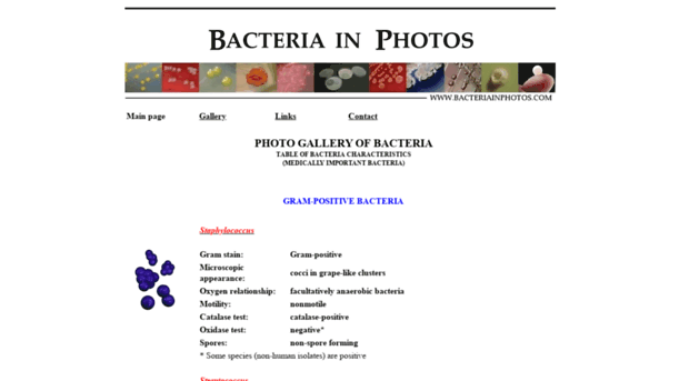 bacteriainphotos.com