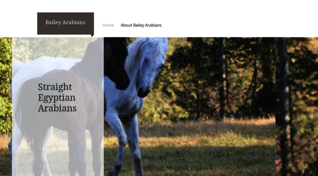 baileyarabians.com