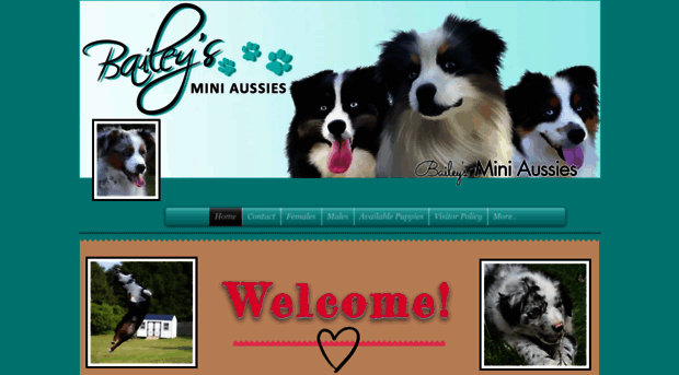 baileysminiaussies.com