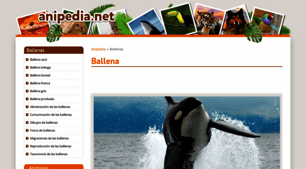 ballenas.anipedia.net