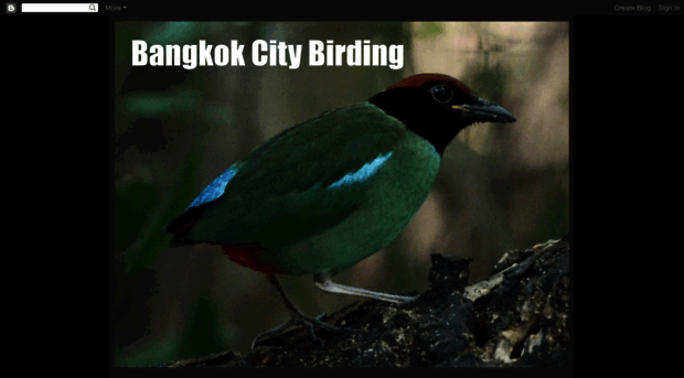 bangkokcitybirding.blogspot.com