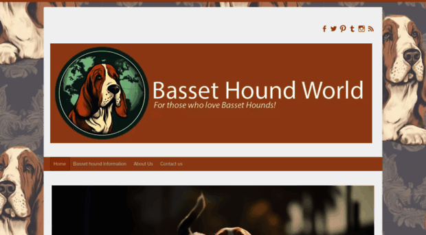 bassethoundworld.com