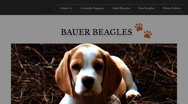 bauerbeagles.com