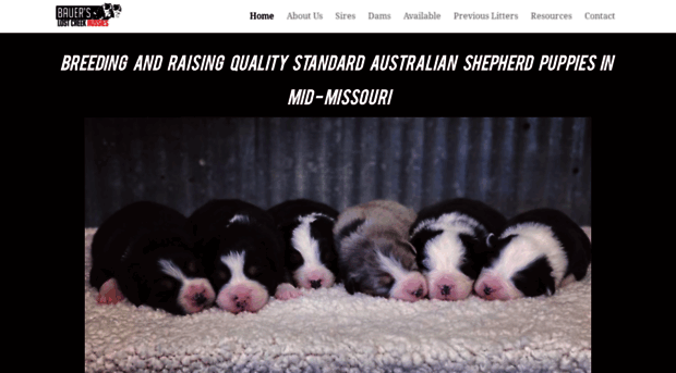 bauerslostcreekaussies.weebly.com