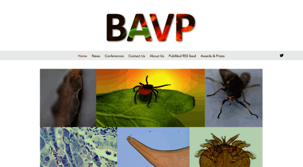 bavp.org.uk