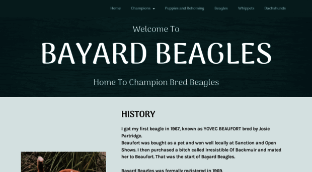 bayardbeagles.co.uk