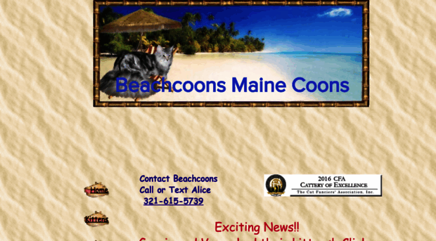 beachcoons.com