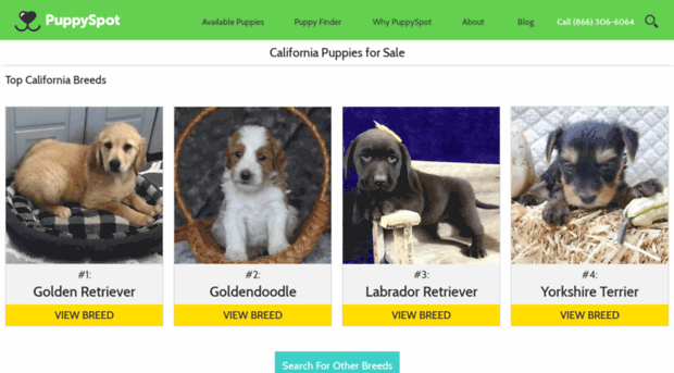 beagle.californiapuppiesforsale.com