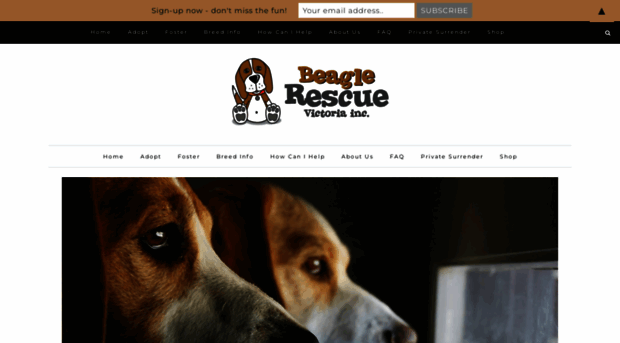 beaglerescuevic.org