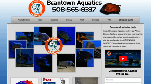 beantownaquatics.com