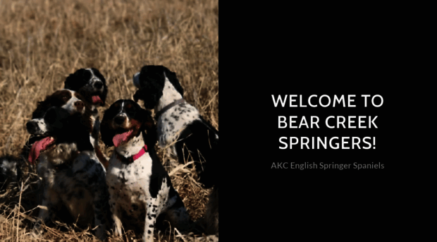 bearcreekspringers.com