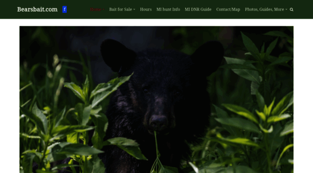 bearsbait.com