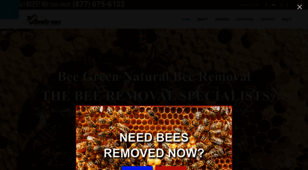 beegreenremoval.com