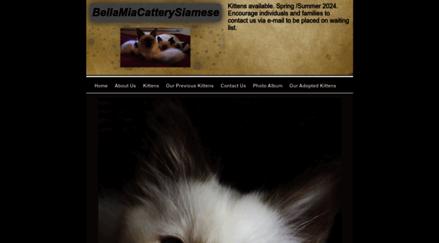 bellamiacatterysiamese.com