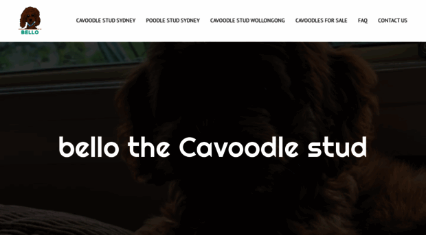 bellothecavoodlestud.com.au