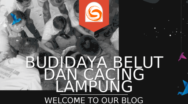 belutlampung.com