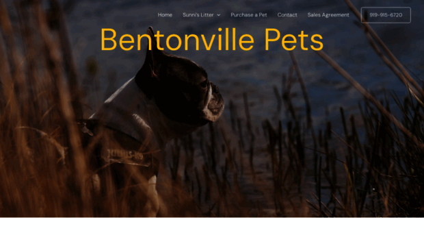 bentonvillepets.com