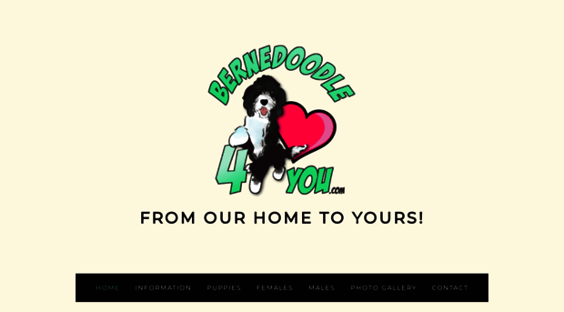 bernedoodle4you.com